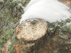 Agrobacterium radiobacter