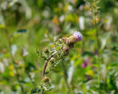 Cirsium sieversii