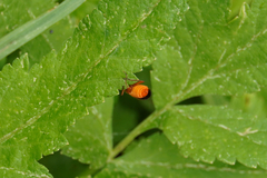 Rhagonycha fulva