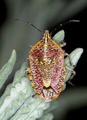Agonoscelis versicoloratus