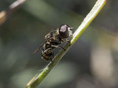 Eumerus