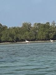 Phoenicopterus roseus