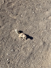 Atlantoxerus getulus