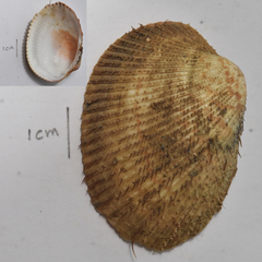 Maoricardium setosum