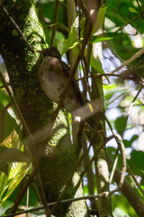 Turdus albicollis