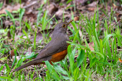 Turdus rufiventris