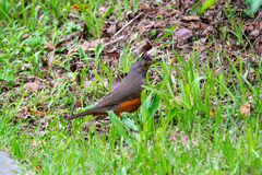 Turdus rufiventris