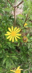 Euryops chrysanthemoides