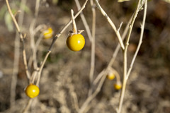 Solanum elaeagnifolium