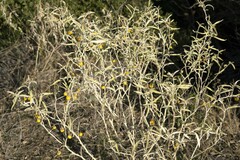 Solanum elaeagnifolium