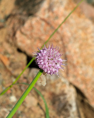 Allium carolinianum