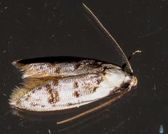 Scatochresis innumera