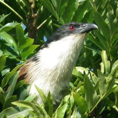 Centropus superciliosus burchellii