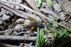 Teleogryllus occipitalis