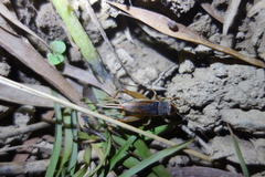 Teleogryllus occipitalis
