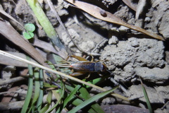 Teleogryllus occipitalis