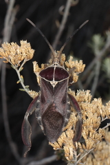 Petascelis remipes