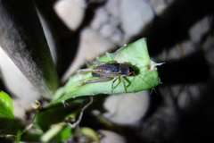 Teleogryllus occipitalis