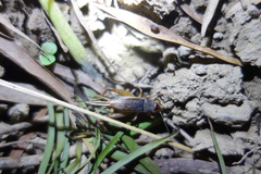 Teleogryllus occipitalis