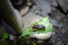 Teleogryllus occipitalis