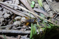 Teleogryllus occipitalis