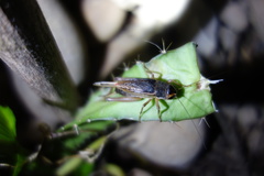 Teleogryllus occipitalis