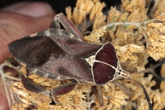 Petascelis remipes