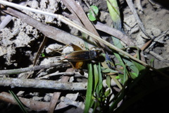 Teleogryllus occipitalis