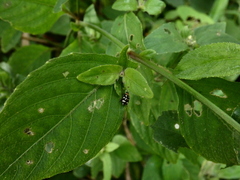 Alagoasa trifasciata