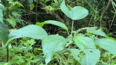 Acalypha angatensis