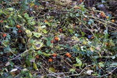 Alkekengi officinarum