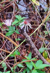 Ampelaster carolinianus