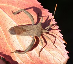 Elasmopoda valga
