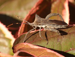 Elasmopoda valga