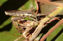 Elasmopoda valga