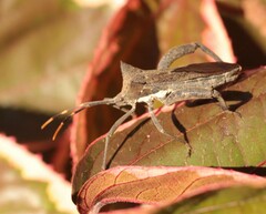 Elasmopoda valga