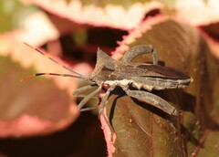 Elasmopoda valga