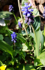 Muscari botryoides