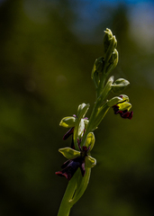 Ophrys insectifera