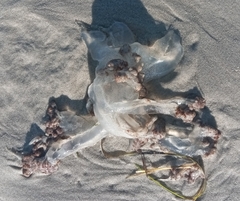 Rhopilema verrilli
