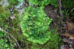 Solorina saccata