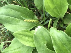 Plantago major