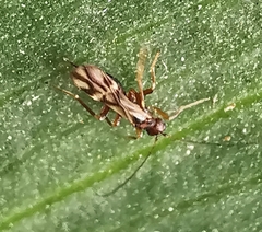 Ichneumonoidea