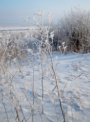 Pastinaca sativa sylvestris