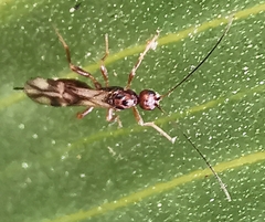 Ichneumonoidea