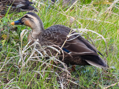 Anas platyrhynchos × zonorhyncha