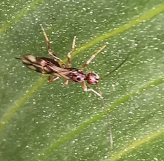 Ichneumonoidea