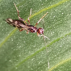 Ichneumonoidea