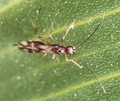 Ichneumonoidea
