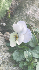 Viola × wittrockiana